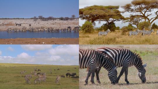 【合集】一群斑马在非洲大草原吃草高清视频