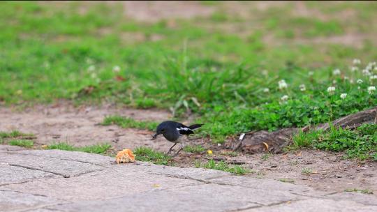 黑雀吃游客丢弃的面包