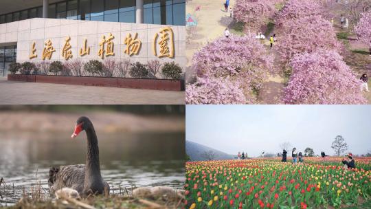 7分钟上海辰山植物园航拍+地面唯美镜头高清在线视频素材下载