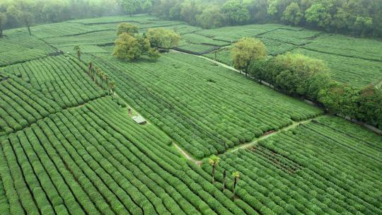 茶园 茶山 龙井茶园 采茶