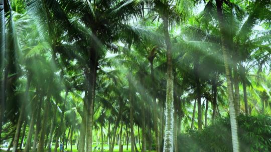 阳光树林 椰林 椰树 椰子树 丁达尔效应视频素材模板下载