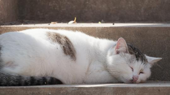 可爱猫咪4K实拍镜头