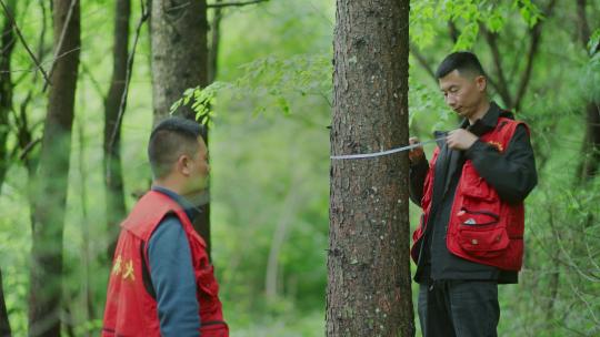 森林管护站人员在林区进行测量树木喷漆管护