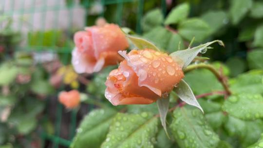 月季花朵上的雨水水滴