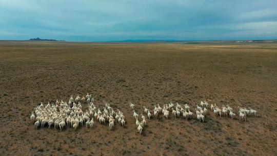 新疆内蒙秋天大草原自然风光羊群放牧