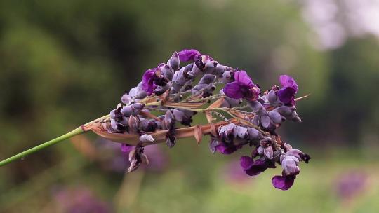 再力花 水竹芋 水莲蕉 塔利亚 紫色花朵