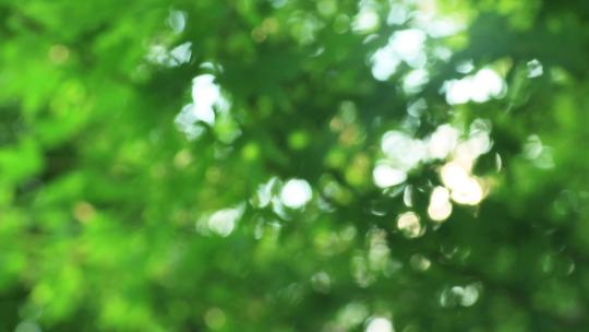 清晨阳光穿过鸡爪槭 丁达尔效应 绿叶枫树视频素材模板下载
