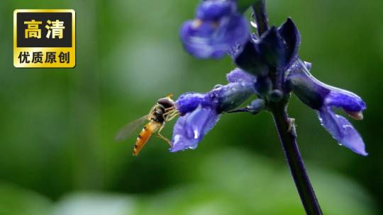 蜜蜂采蜜授粉 盛开紫色薰衣草花海