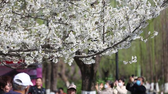 济南五龙潭，春季樱花植物盛开洁白如雪