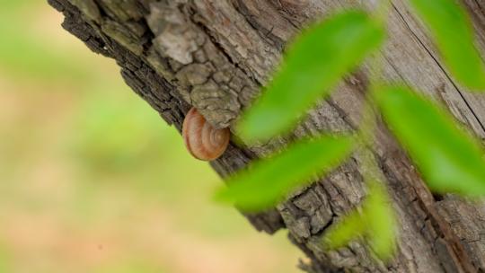 爬上树干的蜗牛
