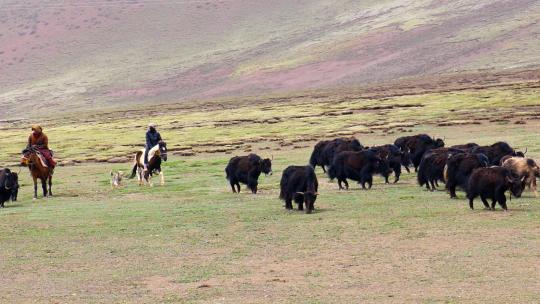 青藏高原 高海拔 牧场 放牧 牦牛群视频素材模板下载