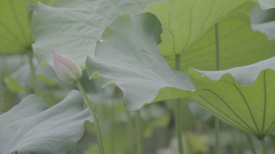 夏季湿地湖河池塘荷花莲藕荷叶户外自然