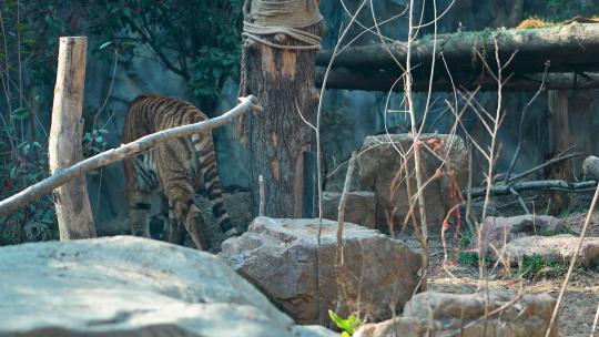 老虎 动物园 孟加拉虎 东北虎 8249视频素材模板下载