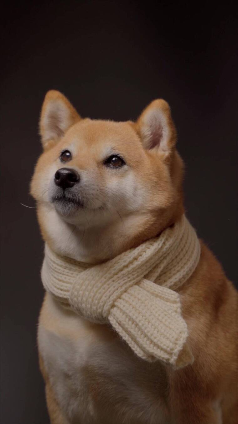 日本柴犬宠物狗摄影棚竖屏