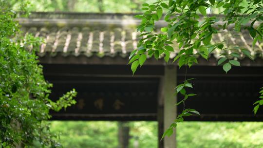 杭州虎跑晴天古建筑亭子绿色的树叶被风吹动