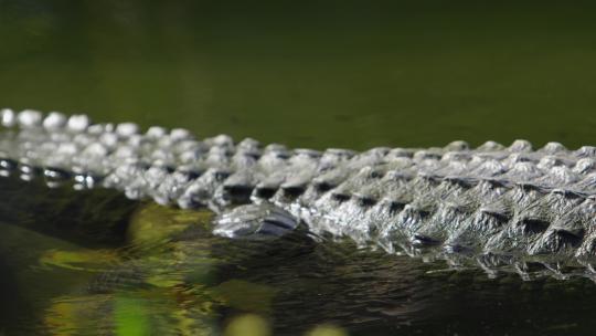 鳄鱼在水中休息时露出的鳞片