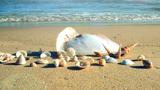 2366_收集在海滩上展示的贝壳