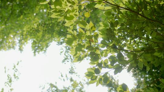 夏日森林仰拍树叶炫光转场空镜