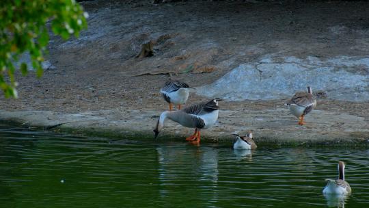 鸿雁在池塘边游泳 家鹅养鹅