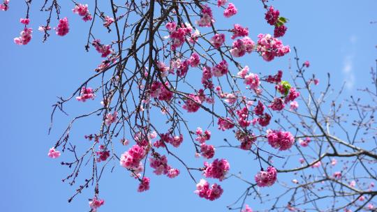 樱花樱桃花桃花盛开