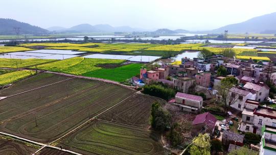 油菜花美丽乡村新农村建设