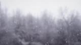 冬季森林鹅毛大雪高清在线视频素材下载
