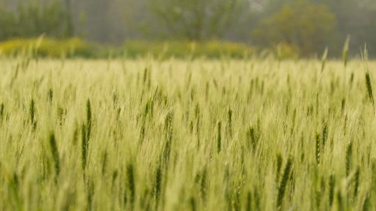 农村小麦田野粮食实拍