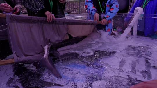 相机高清摄宜昌中华鲟放流·转运2017年鱼种视频素材模板下载