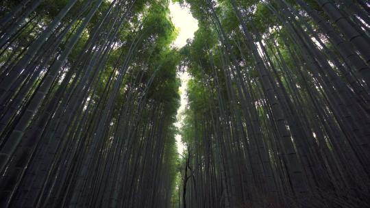 竹子天然森林