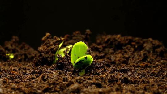 种子发芽植物生长绿色生命破土而出新生