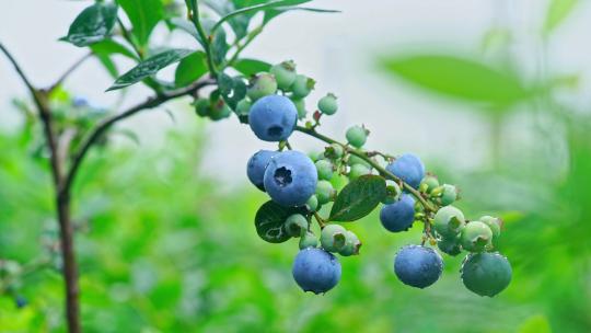 蓝莓丰收采摘