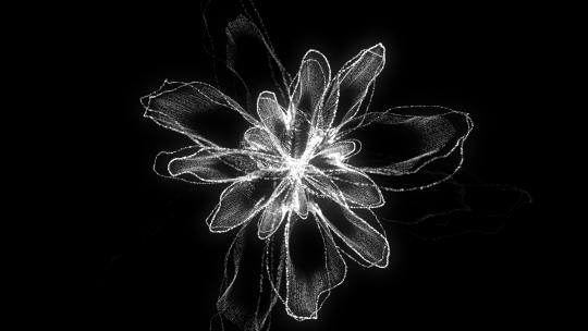 花朵花瓣唯美绚丽粒子特效动画4KAE工程AE视频素材教程下载