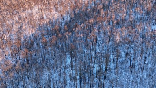 航拍林海雪原密林夕照