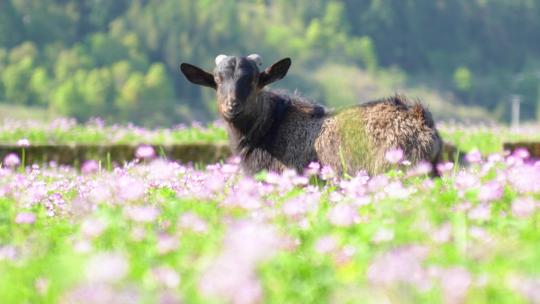 紫云英黑山羊吃草春天花海野外美丽乡村振兴