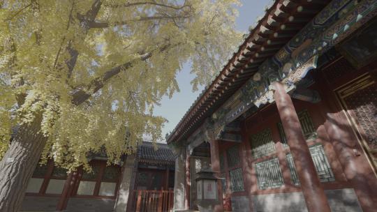 秋天银杏 庭院秋天 四合院秋天