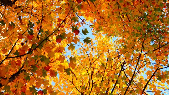 秋天蓝天下金黄色的枫叶林随风舞动视频素材模板下载