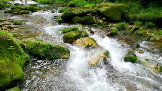 森林小溪-森林小河-小河流水自然生态视频素材模板下载