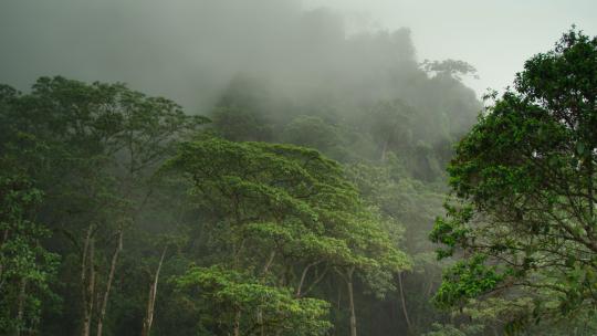 雾气绿色生态森林