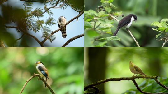 【合集】鸟类 鸟 各种品种的鸟