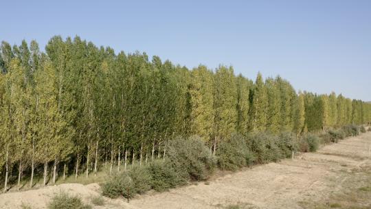 新疆公路防风林