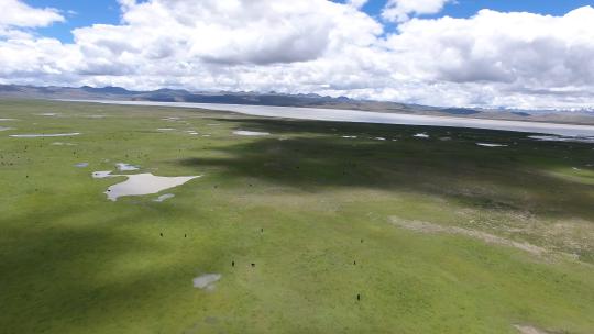 草原 湖泊 航拍 视频 素材 西藏