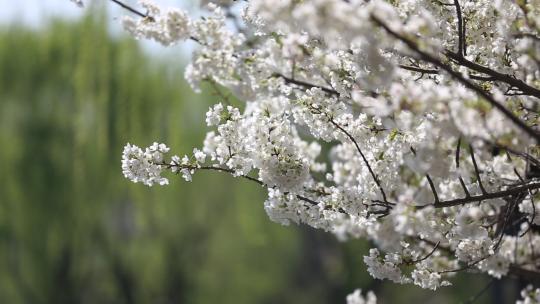 济南五龙潭，春季樱花植物盛开洁白如雪