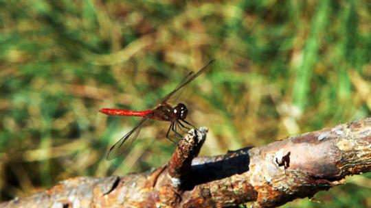 红蜻蜓在树枝上的特写镜头