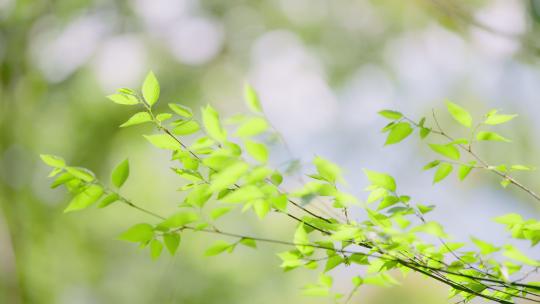 夏天树叶风吹摇摆枝叶