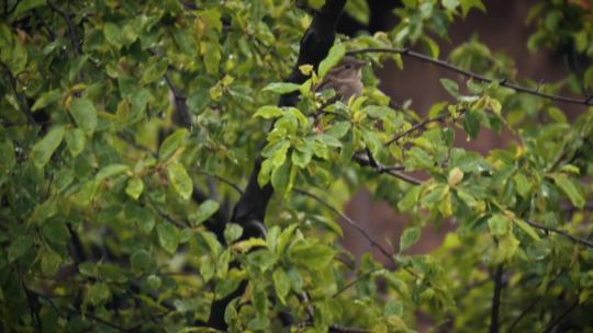 雨天小鸟麻雀站在枝头