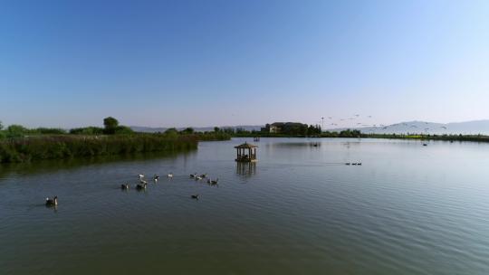 湿地公园的赤麻鸭、天鹅在湖上方飞翔