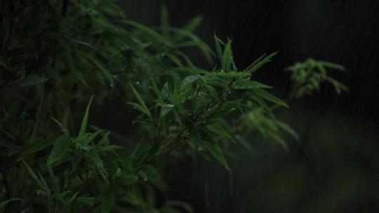 竹叶雨滴视频素材模板下载