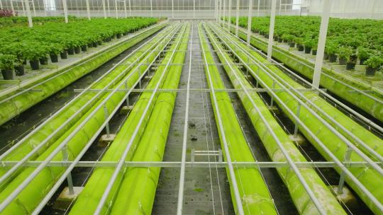 绿色蔬菜 大棚 温室视频素材模板下载