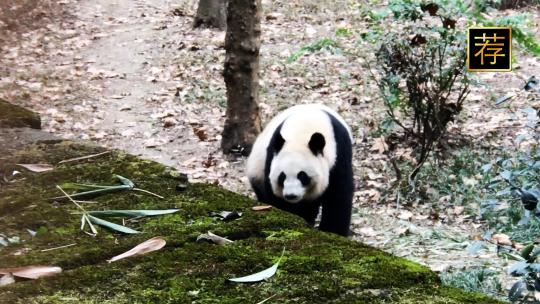 野生动物园熊猫吃竹子 大熊猫玩耍行走视频素材模板下载