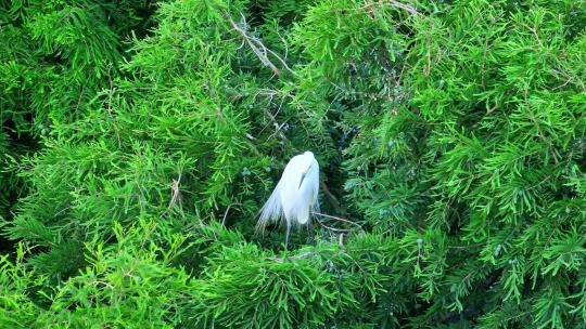 夏天树枝上的白鹭航拍
